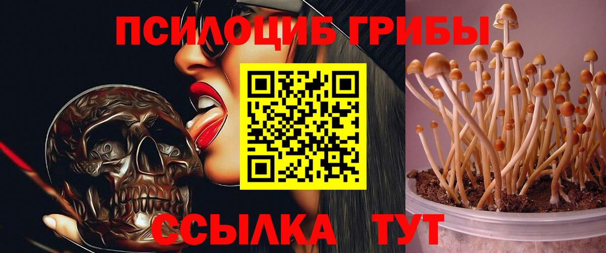 Псилоцибиновые грибы Cubensis  Вход с VPN  Ставрополь 